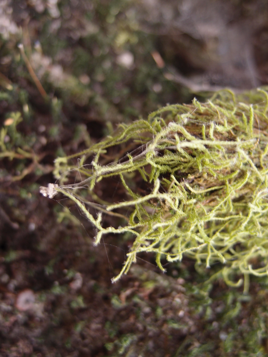 2018-01-16 12 Uhr - Im Shivapuri Nagarjun National Park (Nagi Gumba) (Foto) 